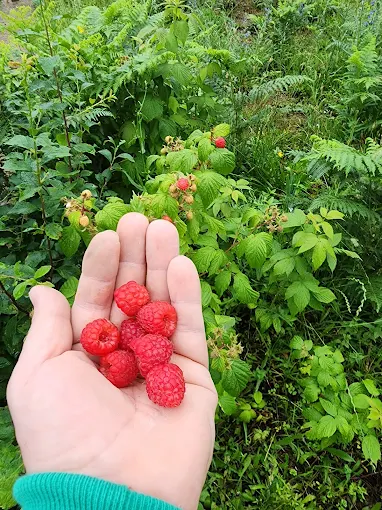 luleshtrydhe - bujtina lika