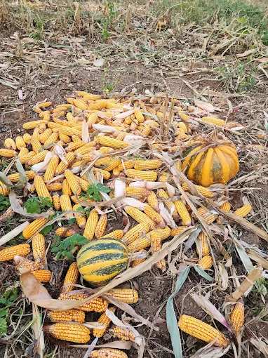 miser dhe kunguj - bujtina lika