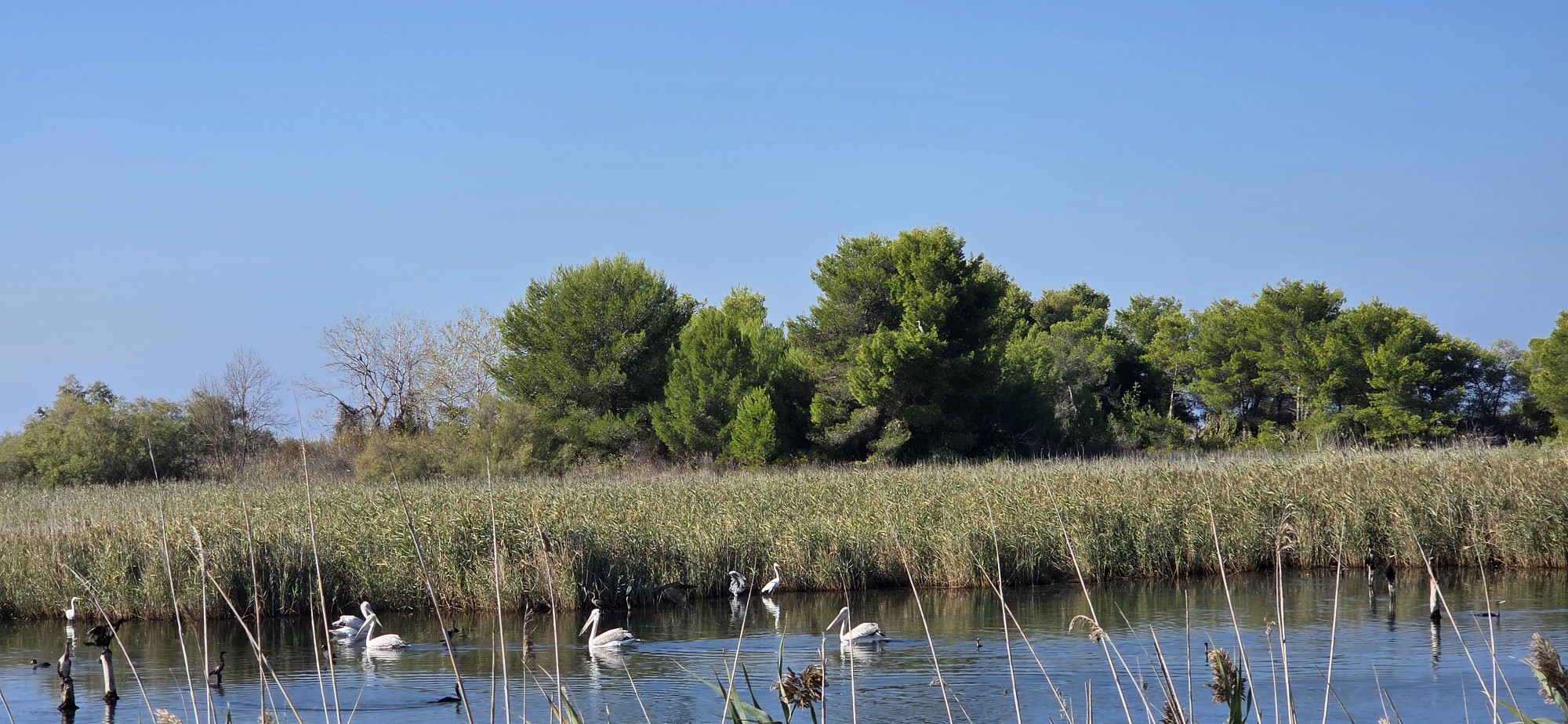 Observation des pélicans et des flamants en Albanie